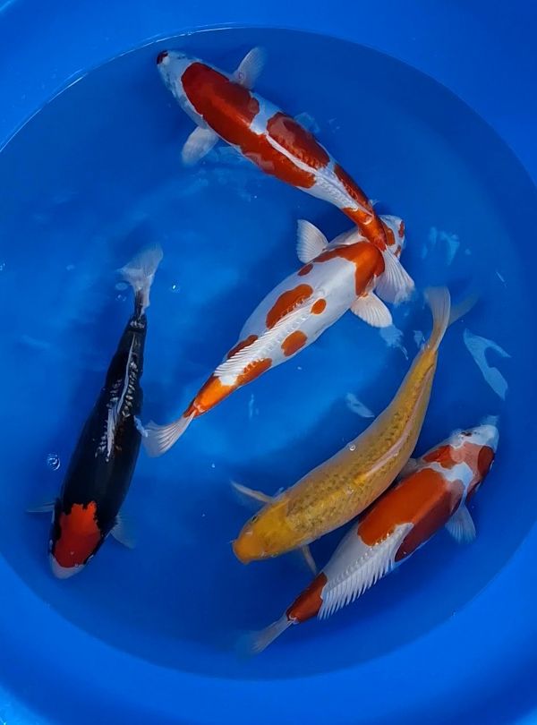 Koi